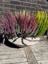Calluna in betonnenschaal