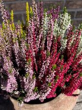 Calluna in terracottaschaal