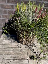 Mand met Calluna en Muehlenbeckia