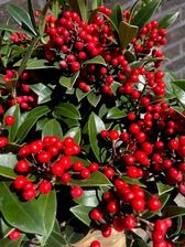 SKIMMIA JAPONICA RED BERRY