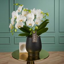 Tablo orchidee