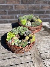 Takkenkrans met Sempervivum