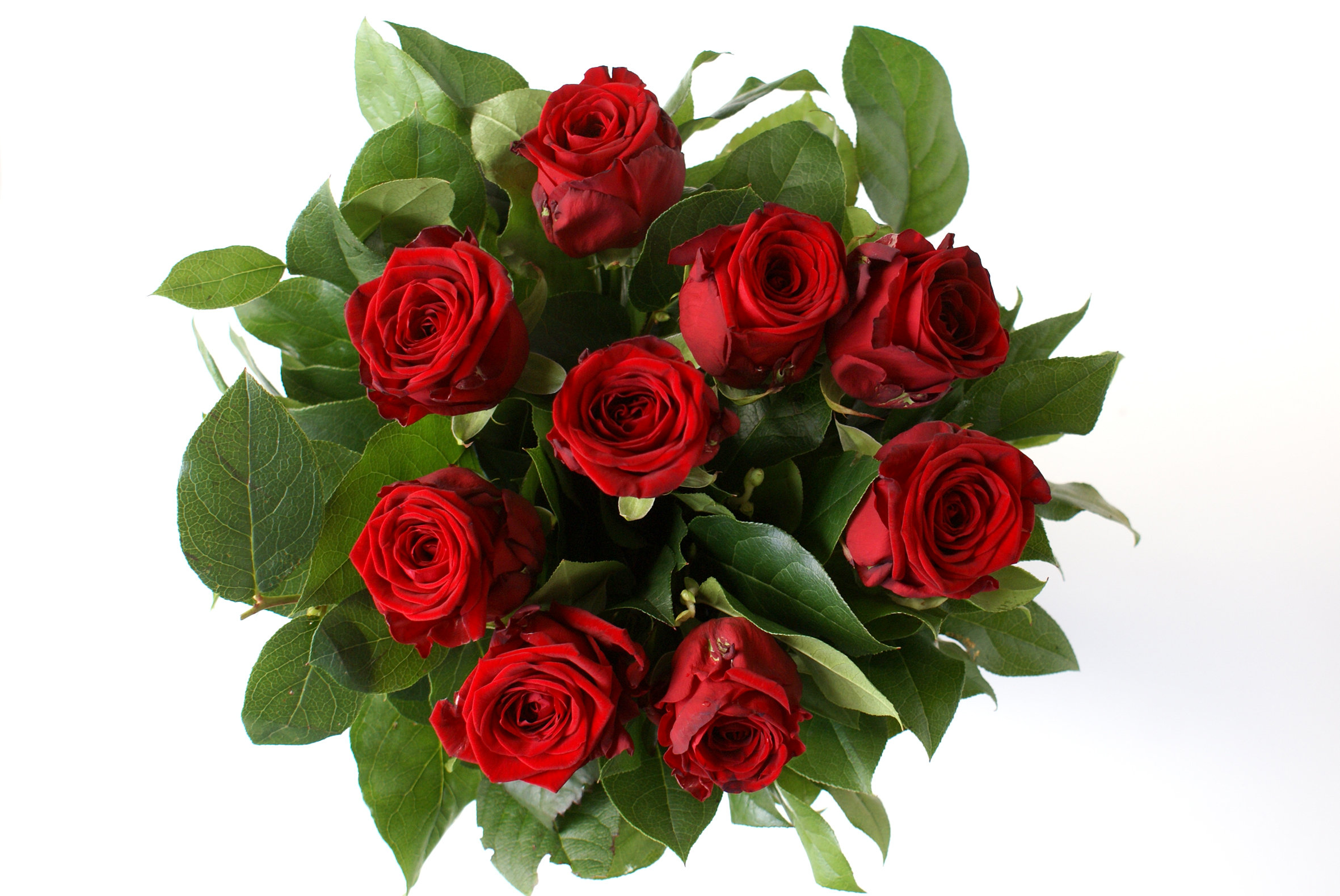 Rode rozen in 't groen