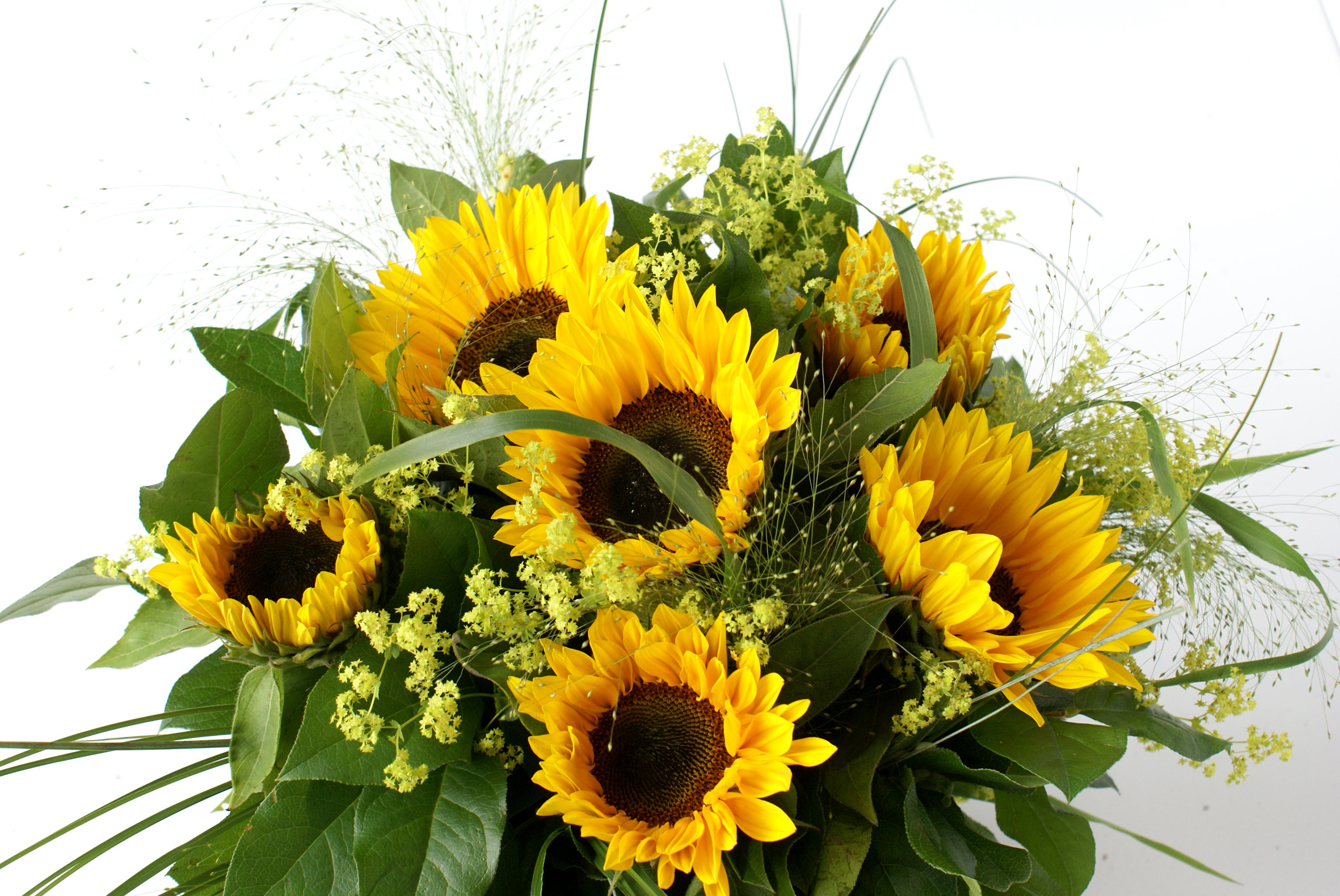Zonnebloemen in ' t groen